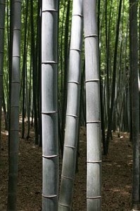 Bamboo Bamboo